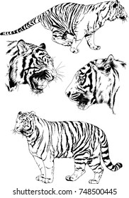 set of vector drawings on the theme of predators tigers are drawn by hand with ink tattoo logos