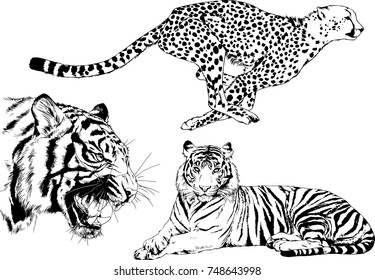 set of vector drawings on the theme of predators tigers are drawn by hand with ink tattoo logos