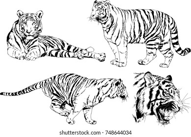 set of vector drawings on the theme of predators tigers are drawn by hand with ink tattoo logos