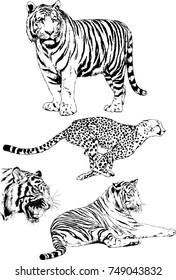 set of vector drawings on the theme of predators tigers are drawn by hand with ink tattoo logos