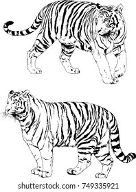 set of vector drawings on the theme of predators tigers are drawn by hand with ink tattoo logos