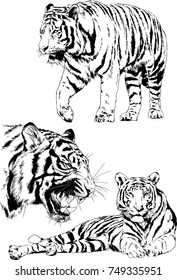 set of vector drawings on the theme of predators tigers are drawn by hand with ink tattoo logos