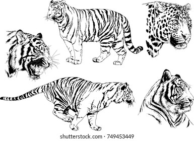 set of vector drawings on the theme of predators tigers are drawn by hand with ink tattoo logos