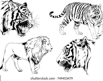 set of vector drawings on the theme of predators tigers are drawn by hand with ink tattoo logos