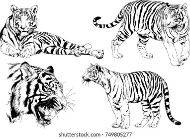 set of vector drawings on the theme of predators tigers are drawn by hand with ink tattoo logos