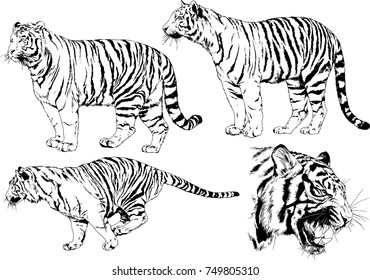 Vector Drawings Sketches Different Predator Tigers Stock Vector ...