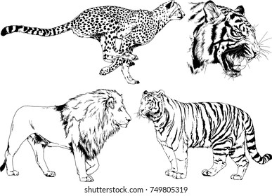 set of vector drawings on the theme of predators tigers are drawn by hand with ink tattoo logos