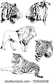set of vector drawings on the theme of predators tigers are drawn by hand with ink tattoo logos