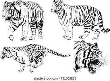 set of vector drawings on the theme of predators tigers are drawn by hand with ink tattoo logos