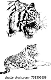 set of vector drawings on the theme of predators tigers are drawn by hand with ink tattoo logos