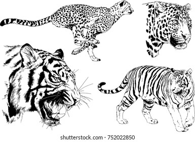 set of vector drawings on the theme of predators tigers are drawn by hand with ink tattoo logos
