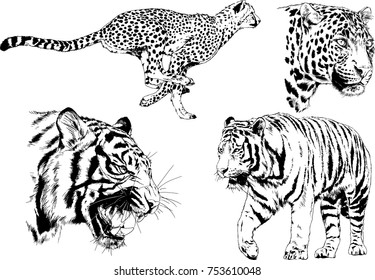 set of vector drawings on the theme of predators tigers are drawn by hand with ink tattoo logos