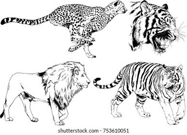 set of vector drawings on the theme of predators tigers are drawn by hand with ink tattoo logos