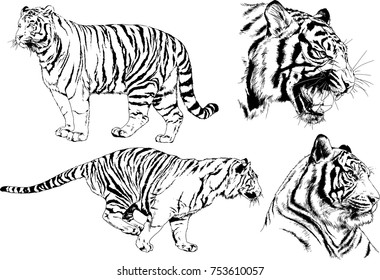 set of vector drawings on the theme of predators tigers are drawn by hand with ink tattoo logos