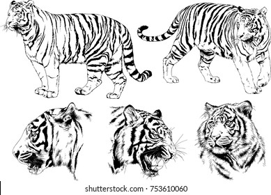 Vector Drawings Sketches Different Predator Tigers Stock Vector ...