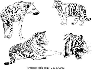 set of vector drawings on the theme of predators tigers are drawn by hand with ink tattoo logos