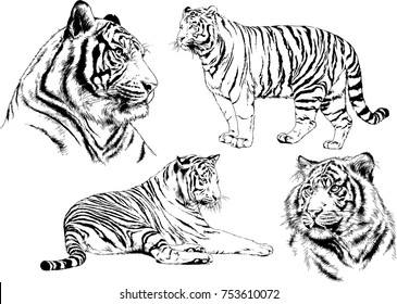 set of vector drawings on the theme of predators tigers are drawn by hand with ink tattoo logos