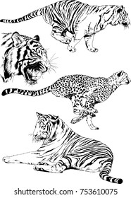 set of vector drawings on the theme of predators tigers are drawn by hand with ink tattoo logos