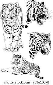 set of vector drawings on the theme of predators tigers are drawn by hand with ink tattoo logos