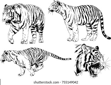 set of vector drawings on the theme of predators tigers are drawn by hand with ink tattoo logos