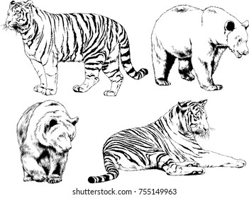 set of vector drawings on the theme of predators tigers are drawn by hand with ink tattoo logos