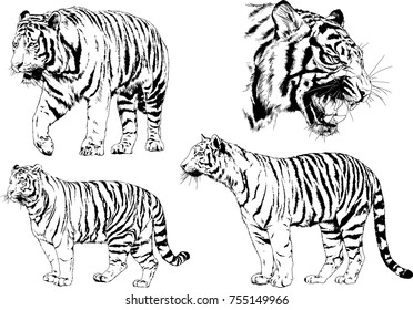 set of vector drawings on the theme of predators tigers are drawn by hand with ink tattoo logos