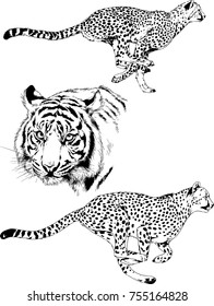 set of vector drawings on the theme of predators tigers are drawn by hand with ink tattoo logos