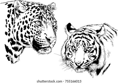 set of vector drawings on the theme of predators tigers are drawn by hand with ink tattoo logos