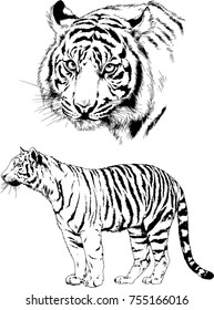 set of vector drawings on the theme of predators tigers are drawn by hand with ink tattoo logos
