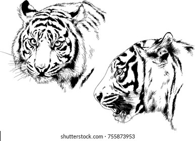 set of vector drawings on the theme of predators cats are drawn by hand with ink tattoo logos