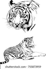 set of vector drawings on the theme of predators cats are drawn by hand with ink tattoo logos