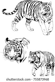 set of vector drawings on the theme of predators cats are drawn by hand with ink tattoo logos
