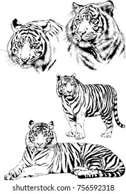 Tiger Drawn Ink Hands Predator Tattoo Stock Vector (Royalty Free) 708346276