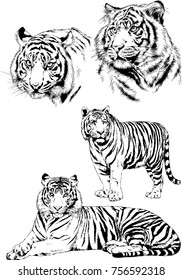 Tiger Drawn Ink Hands Predator Tattoo Stock Vector (royalty Free) 708346276