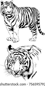 set of vector drawings on the theme of predators cats are drawn by hand with ink tattoo logos