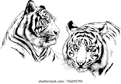 set of vector drawings on the theme of predators cats are drawn by hand with ink tattoo logos