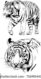 set of vector drawings on the theme of predators cats are drawn by hand with ink tattoo logos