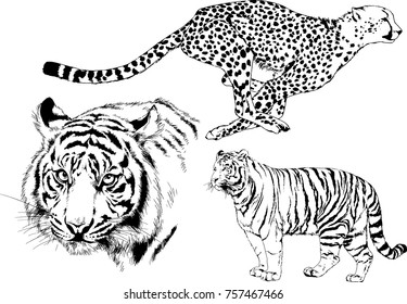 set of vector drawings on the theme of predators cats are drawn by hand with ink tattoo logos