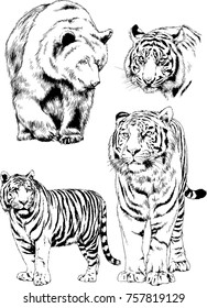 set of vector drawings on the theme of predators cats are drawn by hand with ink tattoo logos