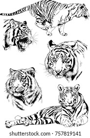 set of vector drawings on the theme of predators cats are drawn by hand with ink tattoo logos