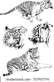 set of vector drawings on the theme of predators cats are drawn by hand with ink tattoo logos