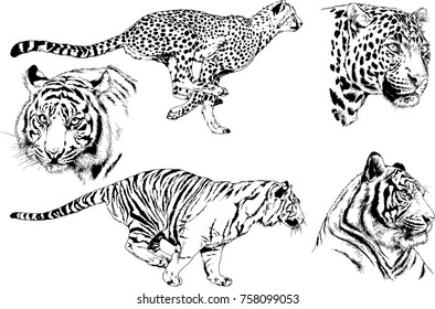 set of vector drawings on the theme of predators cats are drawn by hand with ink tattoo logos