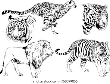set of vector drawings on the theme of predators cats are drawn by hand with ink tattoo logos