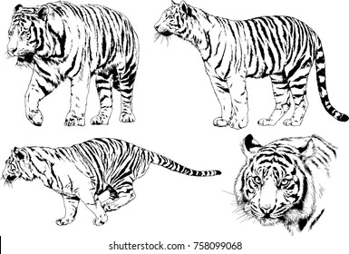 Vector Drawings Sketches Different Predator Tigers Stock Vector ...