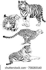 set of vector drawings on the theme of predators cats are drawn by hand with ink tattoo logos