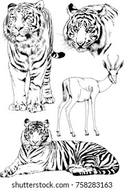 set of vector drawings on the theme of predators cats are drawn by hand with ink tattoo logos