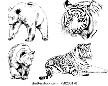 set of vector drawings on the theme of predators cats are drawn by hand with ink tattoo logos