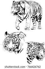 set of vector drawings on the theme of predators cats are drawn by hand with ink tattoo logos