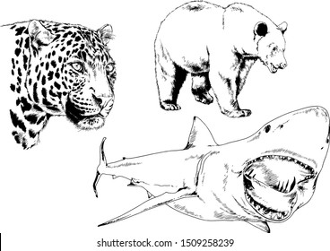 Set of vector drawings on various animals, predators and herbivores, logo