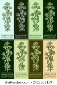 Set of vector drawings of OREGANO in different colors. Hand drawn illustration. Latin name ORIGANUM VULGARE L.
